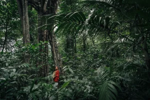 Ayahuasca retreat Iquitos 5 days